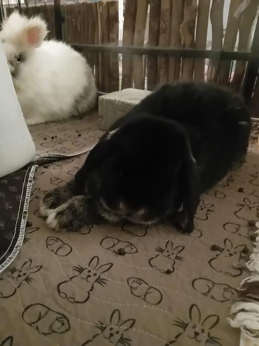 Klicke auf die Grafik f�r eine gr��ere Ansicht

Name:	IMG-20260118-WA0075.jpg
Hits:	0
Gr��e:	153,6 KB
ID:	216050