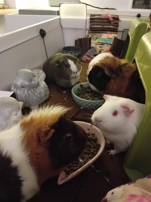 Klicke auf die Grafik f�r eine gr��ere Ansicht

Name:	IMG-20260118-WA0057.jpg
Hits:	0
Gr��e:	169,5 KB
ID:	216053