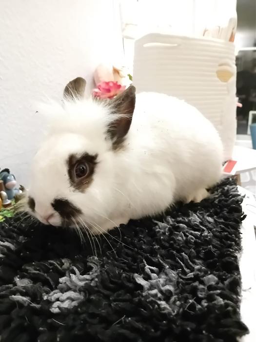 Klicke auf die Grafik f�r eine gr��ere Ansicht

Name:	IMG-20260121-WA0033.jpg
Hits:	0
Gr��e:	164,7 KB
ID:	216059