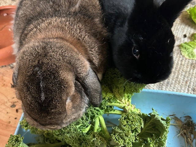 Klicke auf die Grafik f�r eine gr��ere Ansicht

Name:	IMG_0724.jpg
Hits:	0
Gr��e:	57,0 KB
ID:	216067