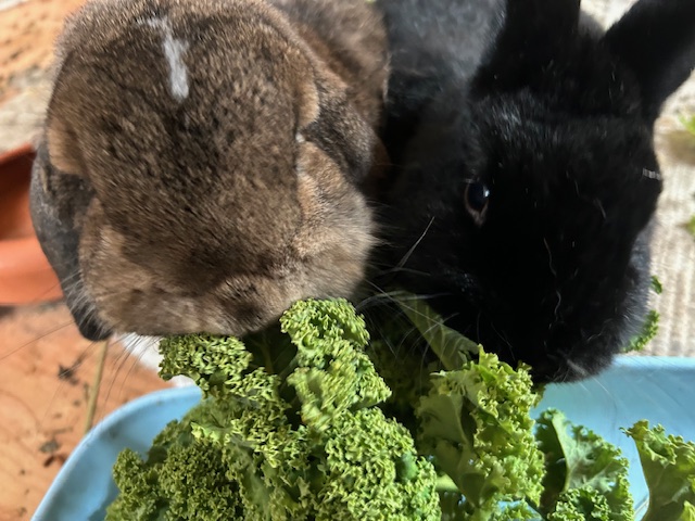 Klicke auf die Grafik f�r eine gr��ere Ansicht

Name:	IMG_0728.jpg
Hits:	0
Gr��e:	50,5 KB
ID:	216071