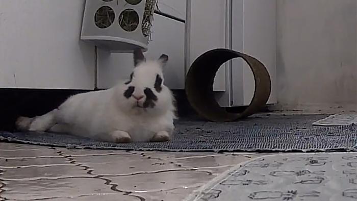 Klicke auf die Grafik f�r eine gr��ere Ansicht

Name:	IMG-20260125-WA0100.jpg
Hits:	0
Gr��e:	120,9 KB
ID:	216079