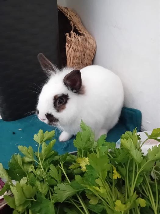 Klicke auf die Grafik f�r eine gr��ere Ansicht

Name:	IMG-20260125-WA0091.jpg
Hits:	0
Gr��e:	175,1 KB
ID:	216080