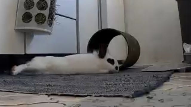 Klicke auf die Grafik f�r eine gr��ere Ansicht

Name:	IMG-20260125-WA0084.jpg
Hits:	118
Gr��e:	20,4 KB
ID:	216082