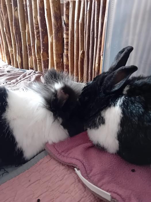 Klicke auf die Grafik f�r eine gr��ere Ansicht

Name:	IMG-20260125-WA0096.jpg
Hits:	0
Gr��e:	237,8 KB
ID:	216093