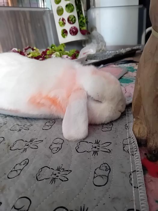 Klicke auf die Grafik f�r eine gr��ere Ansicht

Name:	IMG-20260125-WA0092.jpg
Hits:	0
Gr��e:	171,2 KB
ID:	216095