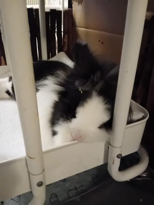 Klicke auf die Grafik f�r eine gr��ere Ansicht

Name:	IMG-20260125-WA0086.jpg
Hits:	0
Gr��e:	117,5 KB
ID:	216097