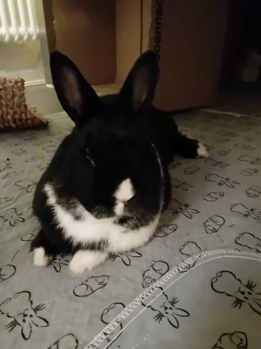 Klicke auf die Grafik f�r eine gr��ere Ansicht

Name:	IMG-20260125-WA0077.jpg
Hits:	0
Gr��e:	136,3 KB
ID:	216098