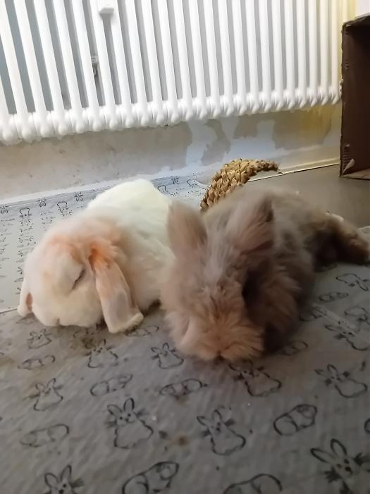 Klicke auf die Grafik f�r eine gr��ere Ansicht

Name:	IMG-20260125-WA0070.jpg
Hits:	0
Gr��e:	157,6 KB
ID:	216099