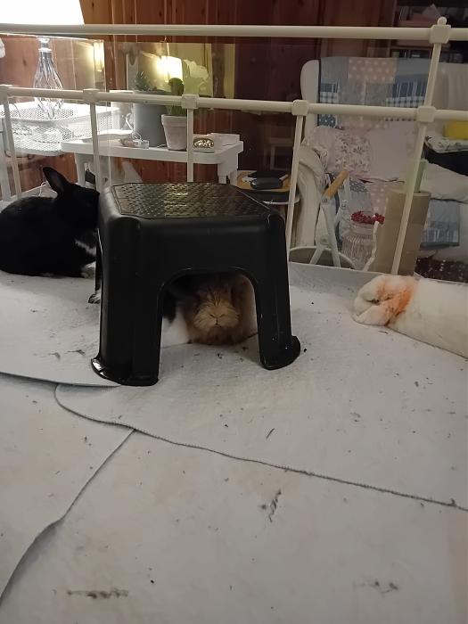 Klicke auf die Grafik f�r eine gr��ere Ansicht

Name:	IMG-20260125-WA0071.jpg
Hits:	0
Gr��e:	169,0 KB
ID:	216100