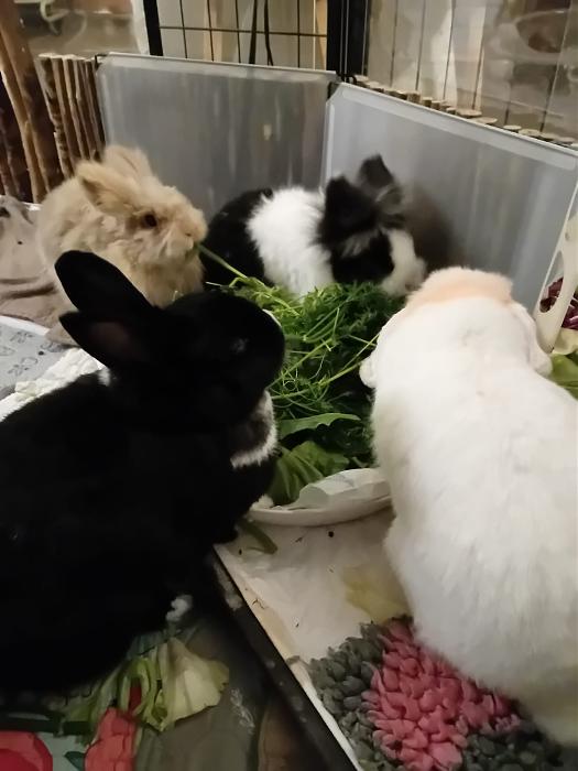 Klicke auf die Grafik f�r eine gr��ere Ansicht

Name:	IMG-20260125-WA0067.jpg
Hits:	0
Gr��e:	162,2 KB
ID:	216101