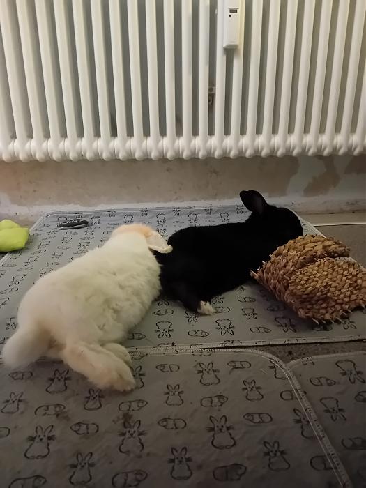 Klicke auf die Grafik f�r eine gr��ere Ansicht

Name:	IMG-20260125-WA0068.jpg
Hits:	0
Gr��e:	196,6 KB
ID:	216103