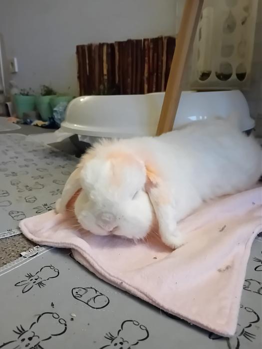 Klicke auf die Grafik f�r eine gr��ere Ansicht

Name:	IMG-20260125-WA0069.jpg
Hits:	0
Gr��e:	133,1 KB
ID:	216104