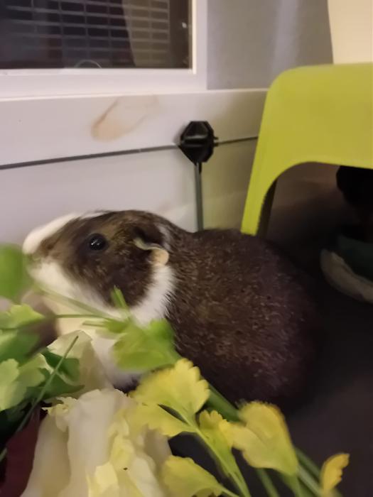 Klicke auf die Grafik f�r eine gr��ere Ansicht

Name:	IMG-20260125-WA0079.jpg
Hits:	0
Gr��e:	122,7 KB
ID:	216107