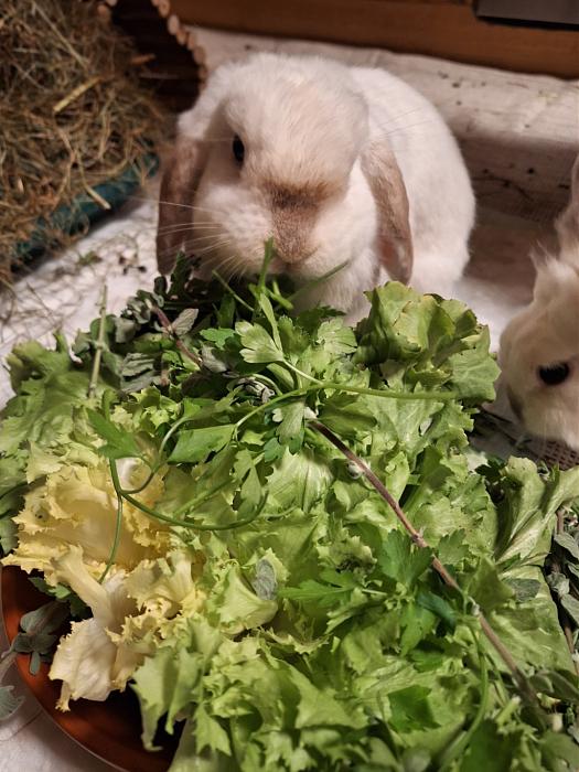 Klicke auf die Grafik f�r eine gr��ere Ansicht

Name:	Screenshot_20260128_233739_Gallery.jpg
Hits:	0
Gr��e:	178,1 KB
ID:	216127