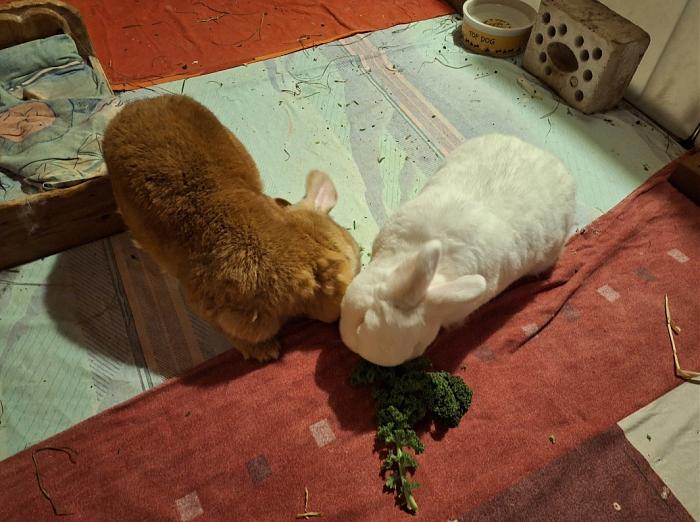 Klicke auf die Grafik f�r eine gr��ere Ansicht

Name:	Screenshot_20260129_135855_Gallery.jpg
Hits:	3
Gr��e:	282,0 KB
ID:	216128