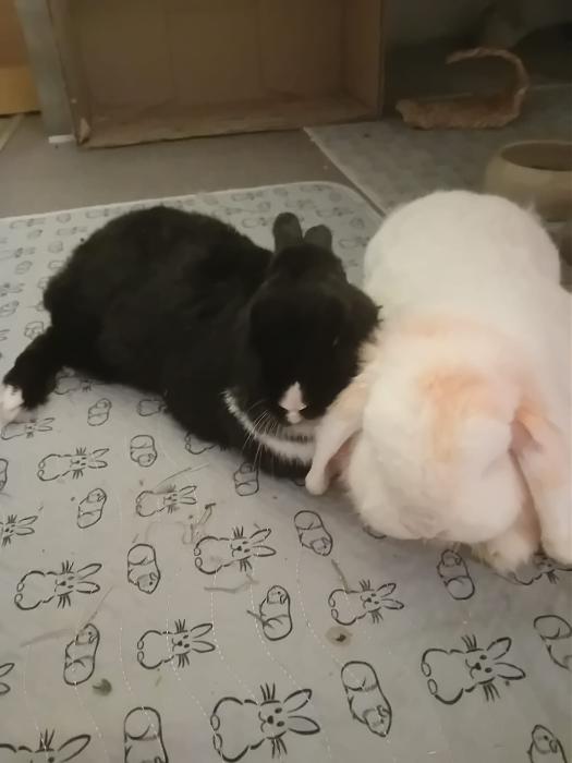 Klicke auf die Grafik f�r eine gr��ere Ansicht

Name:	IMG-20260201-WA0132.jpg
Hits:	0
Gr��e:	126,9 KB
ID:	216134