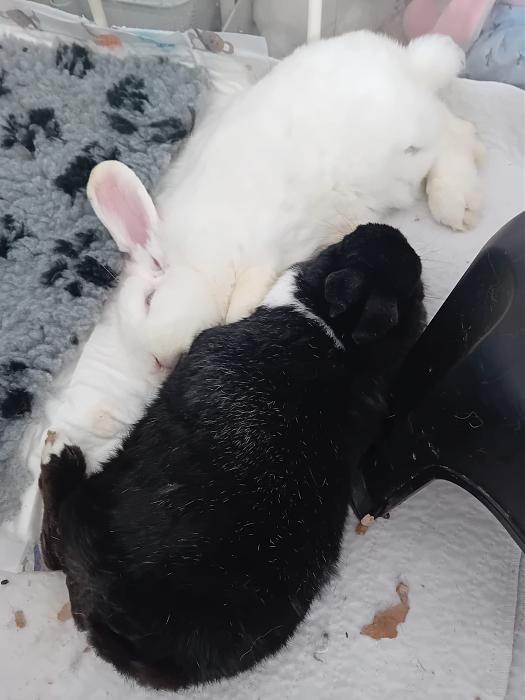 Klicke auf die Grafik f�r eine gr��ere Ansicht

Name:	IMG-20260201-WA0119.jpg
Hits:	0
Gr��e:	176,5 KB
ID:	216138