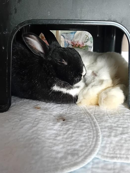 Klicke auf die Grafik f�r eine gr��ere Ansicht

Name:	IMG-20260201-WA0106.jpg
Hits:	0
Gr��e:	246,5 KB
ID:	216142