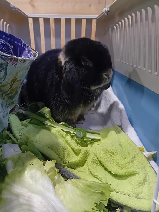 Klicke auf die Grafik f�r eine gr��ere Ansicht

Name:	IMG-20260201-WA0130.jpg
Hits:	0
Gr��e:	206,4 KB
ID:	216147