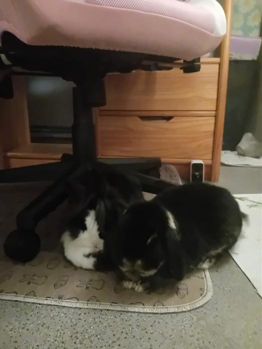 Klicke auf die Grafik f�r eine gr��ere Ansicht

Name:	IMG-20260201-WA0128.jpg
Hits:	0
Gr��e:	134,4 KB
ID:	216149