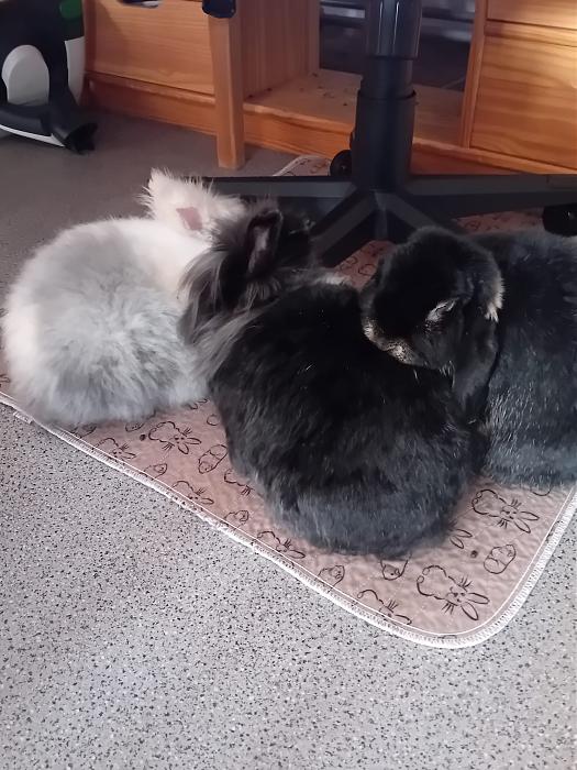 Klicke auf die Grafik f�r eine gr��ere Ansicht

Name:	IMG-20260201-WA0110.jpg
Hits:	0
Gr��e:	298,4 KB
ID:	216150