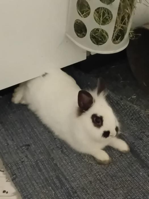 Klicke auf die Grafik f�r eine gr��ere Ansicht

Name:	IMG-20260201-WA0139.jpg
Hits:	0
Gr��e:	149,4 KB
ID:	216151