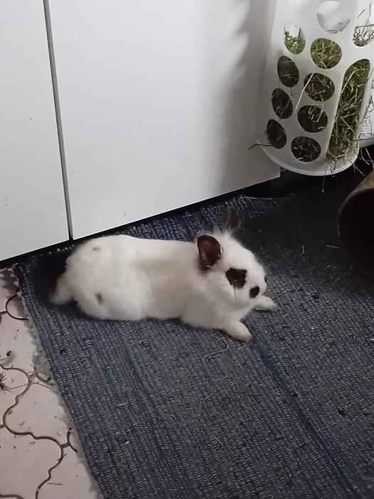 Klicke auf die Grafik f�r eine gr��ere Ansicht

Name:	IMG-20260201-WA0116.jpg
Hits:	0
Gr��e:	237,2 KB
ID:	216154