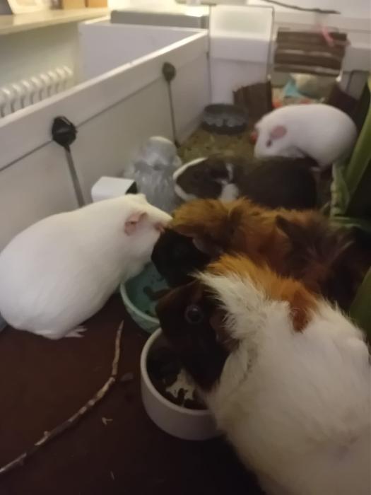 Klicke auf die Grafik f�r eine gr��ere Ansicht

Name:	IMG-20260201-WA0129.jpg
Hits:	0
Gr��e:	119,1 KB
ID:	216160