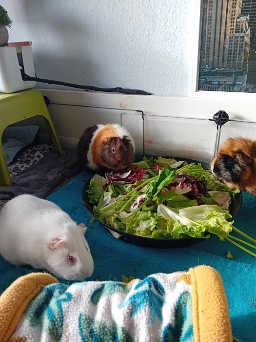 Klicke auf die Grafik f�r eine gr��ere Ansicht

Name:	IMG-20260201-WA0121.jpg
Hits:	0
Gr��e:	286,4 KB
ID:	216161