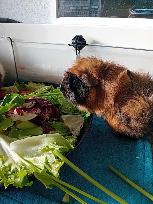 Klicke auf die Grafik f�r eine gr��ere Ansicht

Name:	IMG-20260201-WA0120.jpg
Hits:	0
Gr��e:	304,8 KB
ID:	216163