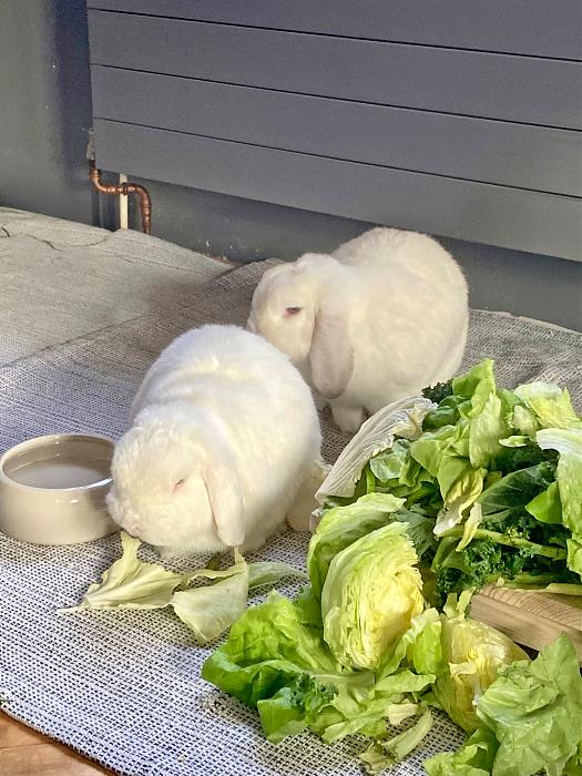 Klicke auf die Grafik f�r eine gr��ere Ansicht

Name:	ca419226-9e7f-4953-ae90-1906712f6ddc.jpg
Hits:	0
Gr��e:	50,1 KB
ID:	216173