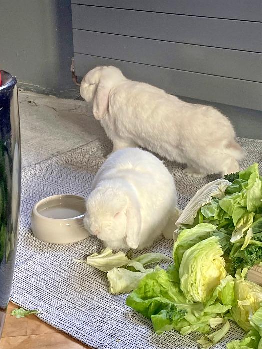 Klicke auf die Grafik f�r eine gr��ere Ansicht

Name:	c3f910c7-0804-4a75-a6cd-386d0f348814.jpg
Hits:	1
Gr��e:	49,7 KB
ID:	216174