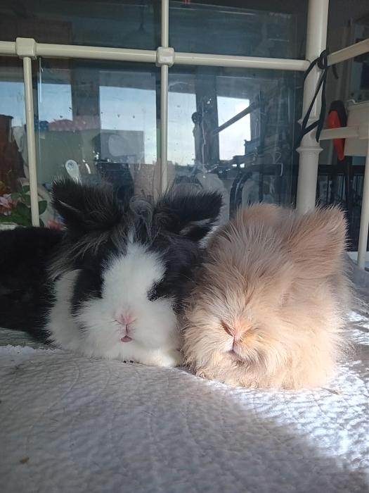 Klicke auf die Grafik f�r eine gr��ere Ansicht

Name:	IMG-20260208-WA0072.jpg
Hits:	0
Gr��e:	228,2 KB
ID:	216183