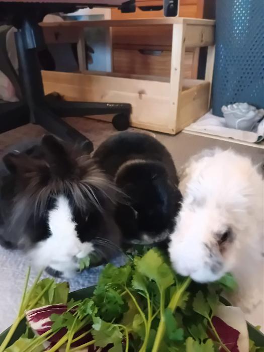 Klicke auf die Grafik f�r eine gr��ere Ansicht

Name:	IMG-20260208-WA0079.jpg
Hits:	1
Gr��e:	162,1 KB
ID:	216189