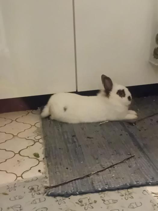 Klicke auf die Grafik f�r eine gr��ere Ansicht

Name:	IMG-20260208-WA0075.jpg
Hits:	0
Gr��e:	110,3 KB
ID:	216194