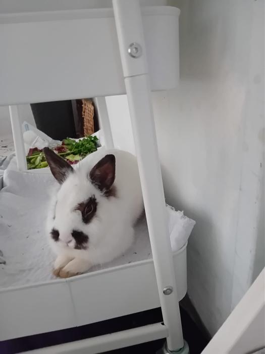 Klicke auf die Grafik f�r eine gr��ere Ansicht

Name:	IMG-20260208-WA0068.jpg
Hits:	0
Gr��e:	103,2 KB
ID:	216195