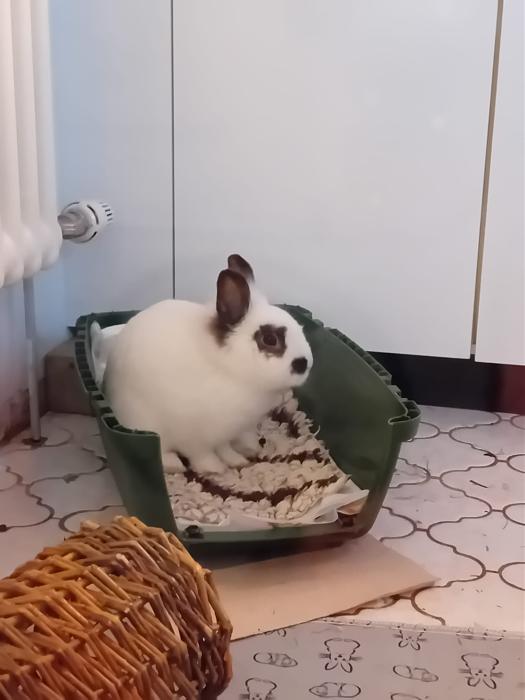 Klicke auf die Grafik f�r eine gr��ere Ansicht

Name:	IMG-20260208-WA0069.jpg
Hits:	0
Gr��e:	136,7 KB
ID:	216196