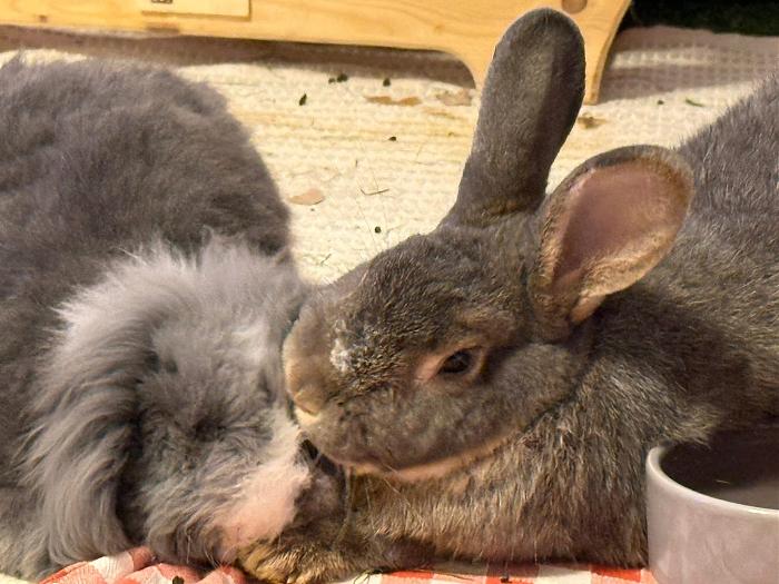 Klicke auf die Grafik f�r eine gr��ere Ansicht

Name:	IMG-20260208-WA0006.jpg
Hits:	0
Gr��e:	292,5 KB
ID:	216201