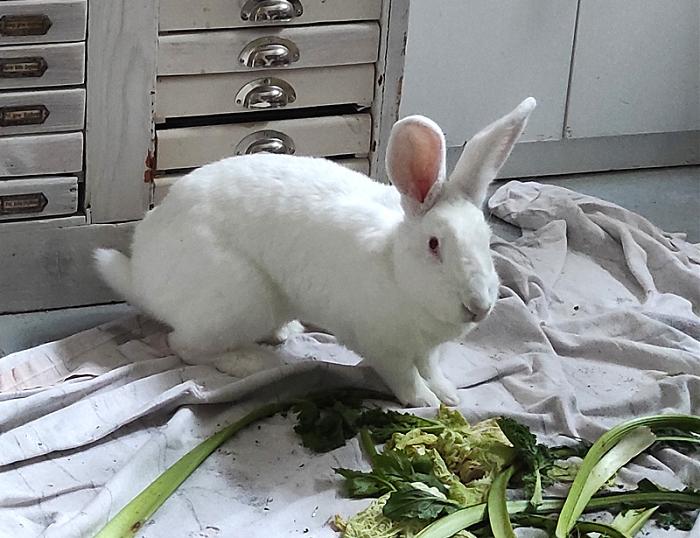 Klicke auf die Grafik f�r eine gr��ere Ansicht

Name:	WEB-Carlotta-Buh-11.jpg
Hits:	0
Gr��e:	186,5 KB
ID:	216213