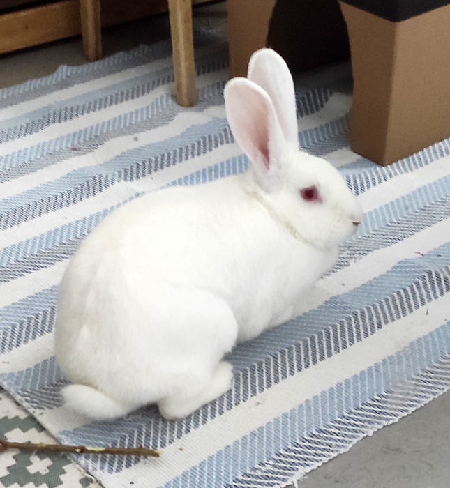 Klicke auf die Grafik f�r eine gr��ere Ansicht

Name:	WEB-Gretchen-09.jpg
Hits:	21
Gr��e:	157,4 KB
ID:	216218