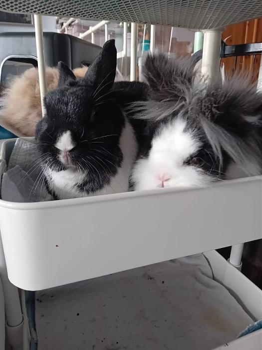 Klicke auf die Grafik f�r eine gr��ere Ansicht

Name:	IMG-20260215-WA0049.jpg
Hits:	0
Gr��e:	134,6 KB
ID:	216257