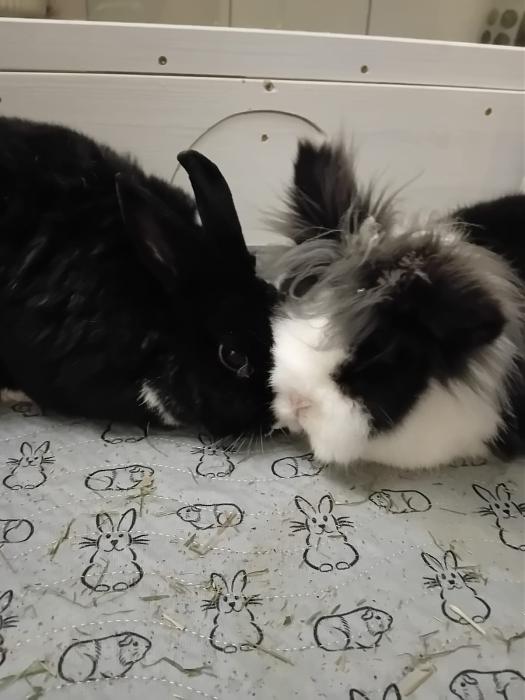 Klicke auf die Grafik f�r eine gr��ere Ansicht

Name:	IMG-20260215-WA0044.jpg
Hits:	0
Gr��e:	114,1 KB
ID:	216259