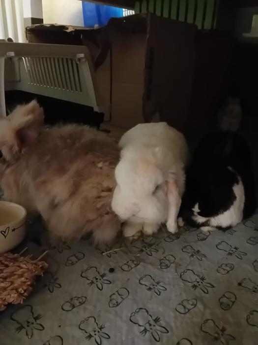 Klicke auf die Grafik f�r eine gr��ere Ansicht

Name:	IMG-20260215-WA0039.jpg
Hits:	0
Gr��e:	83,0 KB
ID:	216265