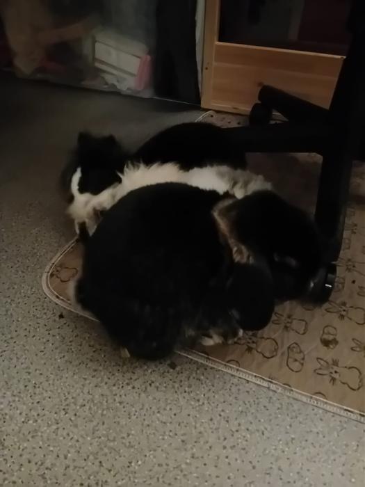 Klicke auf die Grafik f�r eine gr��ere Ansicht

Name:	IMG-20260215-WA0034.jpg
Hits:	0
Gr��e:	85,1 KB
ID:	216268