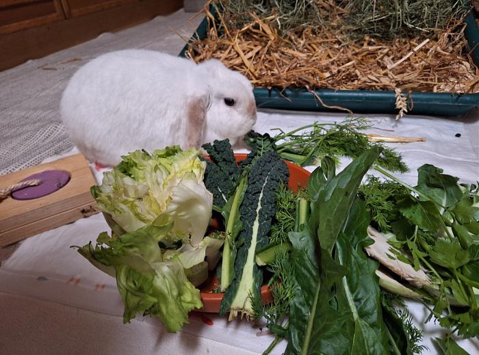 Klicke auf die Grafik f�r eine gr��ere Ansicht

Name:	Screenshot_20260215_221310_Gallery.jpg
Hits:	0
Gr��e:	126,2 KB
ID:	216271