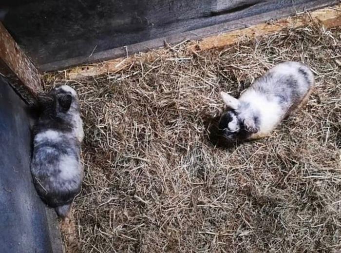 Klicke auf die Grafik f�r eine gr��ere Ansicht

Name:	IMG_1155.JPG
Hits:	0
Gr��e:	190,8 KB
ID:	216275