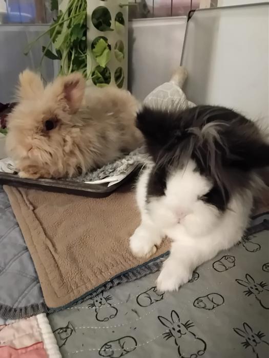 Klicke auf die Grafik f�r eine gr��ere Ansicht

Name:	IMG-20260222-WA0123.jpg
Hits:	0
Gr��e:	119,7 KB
ID:	216299