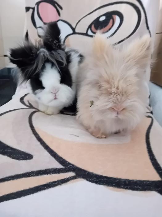 Klicke auf die Grafik f�r eine gr��ere Ansicht

Name:	IMG-20260222-WA0104.jpg
Hits:	0
Gr��e:	90,7 KB
ID:	216306