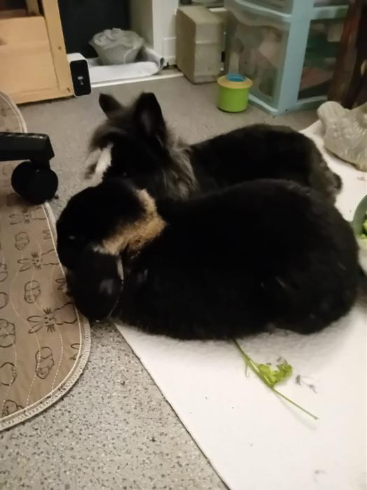 Klicke auf die Grafik f�r eine gr��ere Ansicht

Name:	IMG-20260222-WA0121.jpg
Hits:	0
Gr��e:	95,5 KB
ID:	216308